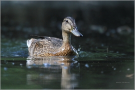<p>KACHNA DIVOKÁ (Anas platyrhynchos)</p>